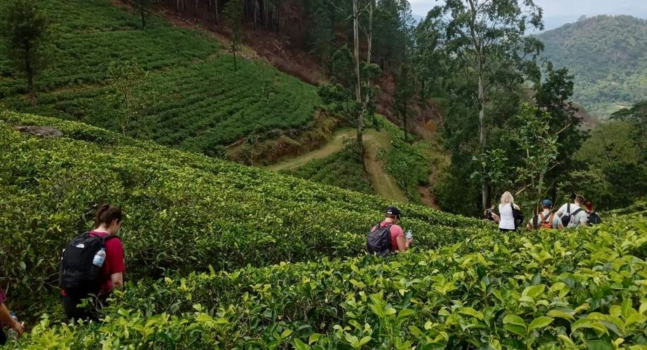 Theeplantage bezoeken Theeplantage bezoeken